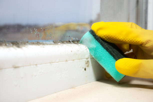 Mold Testing and Removal in Jefferson Hills, PA